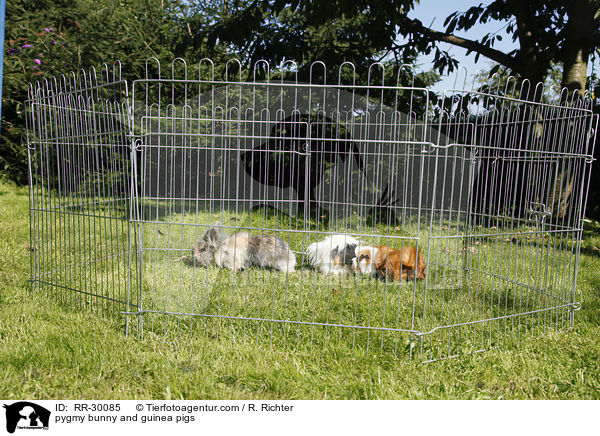 pygmy bunny and guinea pigs / RR-30085