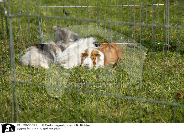 pygmy bunny and guinea pigs / RR-30091