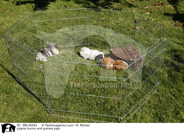 Kaninchen & Meerschweinchen / pygmy bunny and guinea pigs / RR-30093
