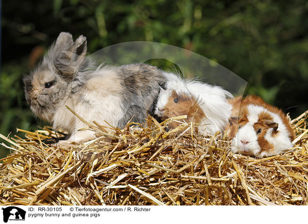 pygmy bunny and guinea pigs / RR-30105