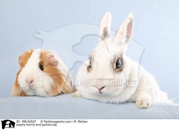 pygmy bunny and guinea pig / RR-30527