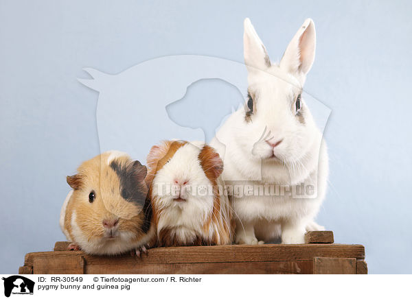 Zwergkaninchen & Meerschwein / pygmy bunny and guinea pig / RR-30549