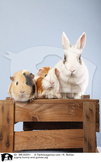 pygmy bunny and guinea pig / RR-30551