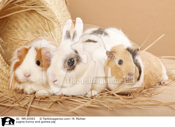 pygmy bunny and guinea pig / RR-30563