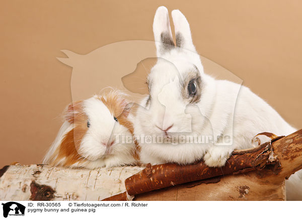 pygmy bunny and guinea pig / RR-30565