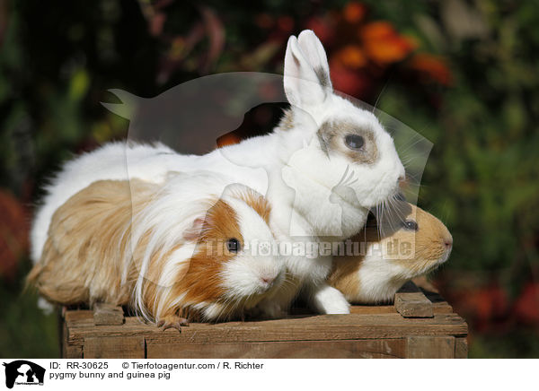 pygmy bunny and guinea pig / RR-30625
