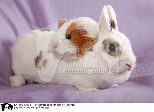 Zwergkaninchen & Meerschwein / pygmy bunny and guinea pig / RR-30694