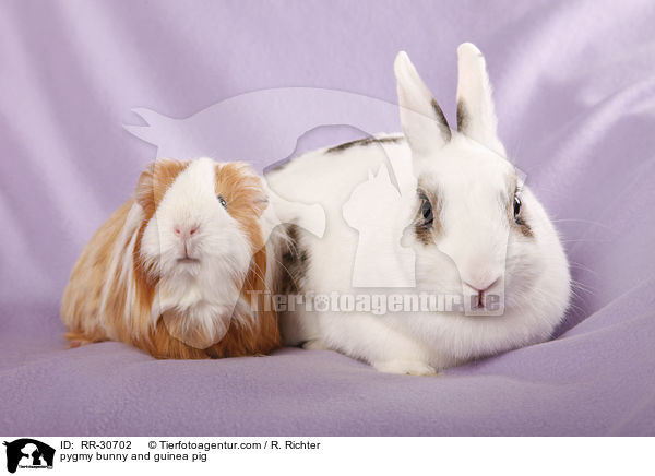 Zwergkaninchen & Meerschwein / pygmy bunny and guinea pig / RR-30702