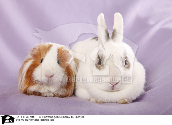 Zwergkaninchen & Meerschwein / pygmy bunny and guinea pig / RR-30705