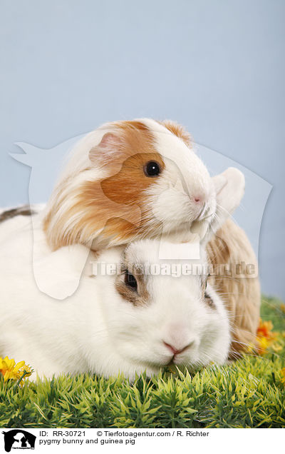 pygmy bunny and guinea pig / RR-30721