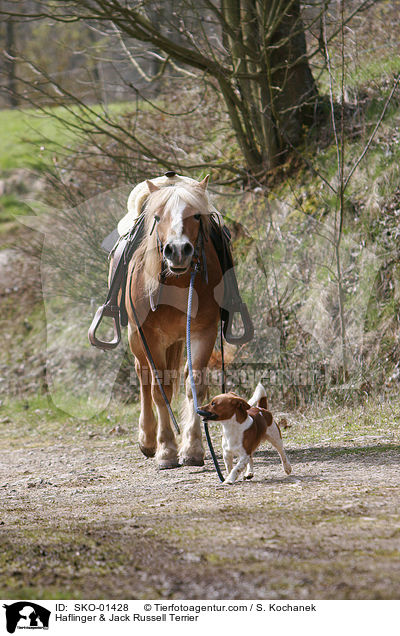 Haflinger & Jack Russell Terrier / SKO-01428