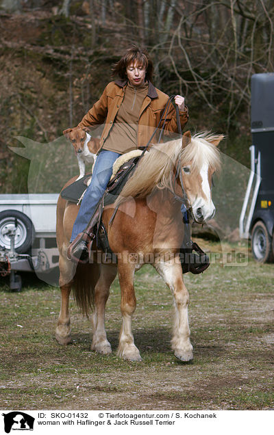 woman with Haflinger & Jack Russell Terrier / SKO-01432