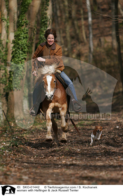 woman with Haflinger & Jack Russell Terrier / SKO-01442