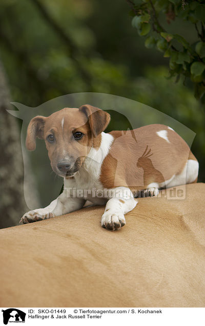 Haflinger & Jack Russell Terrier / Haflinger & Jack Russell Terrier / SKO-01449