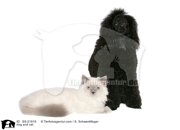 Hund und Katze / dog and cat / SS-21919