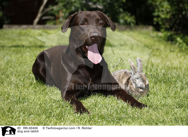 dog and rabbit / RR-36488