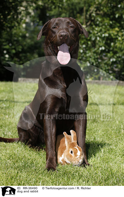 dog and rabbit / RR-36490