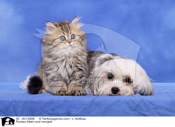 Perserk�tzchen und Yorkshire-Malteser-Mix / Persian kitten and mongrel / JH-12896
