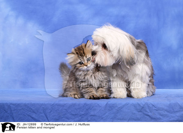 Persian kitten and mongrel / JH-12899