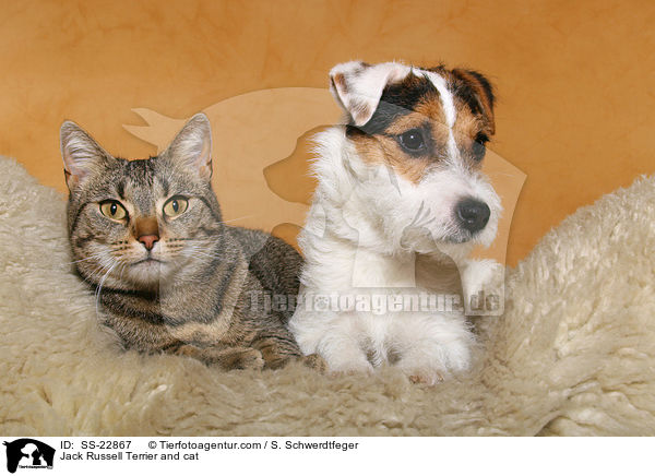 Parson Russell Terrier und Katze / Parson Russell Terrier and cat / SS-22867