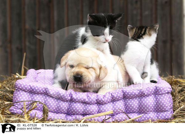 Hundewelpe und Ktzchen / puppy and kitten / KL-07526