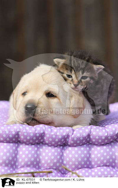 Hundewelpe und Ktzchen / puppy and kitten / KL-07531