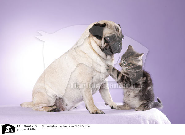 Mops und Ktzchen / pug and kitten / RR-40259