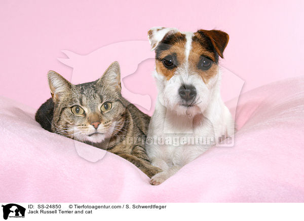 Jack Russell Terrier and cat / SS-24850