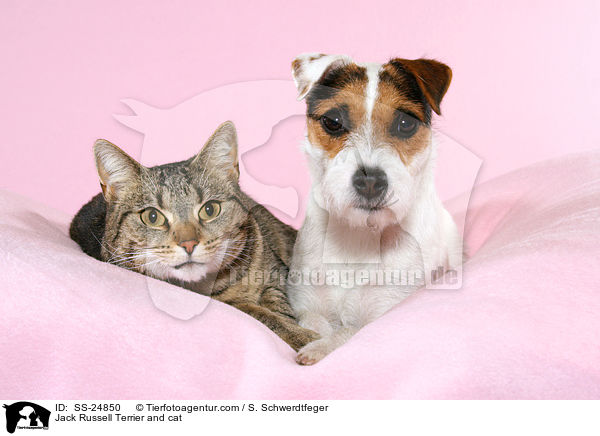 Parson Russell Terrier und Katze / Parson Russell Terrier and cat / SS-24850