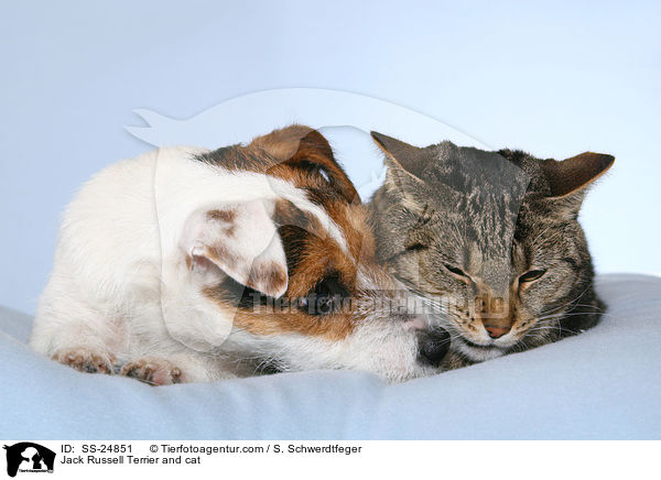 Parson Russell Terrier und Katze / Parson Russell Terrier and cat / SS-24851