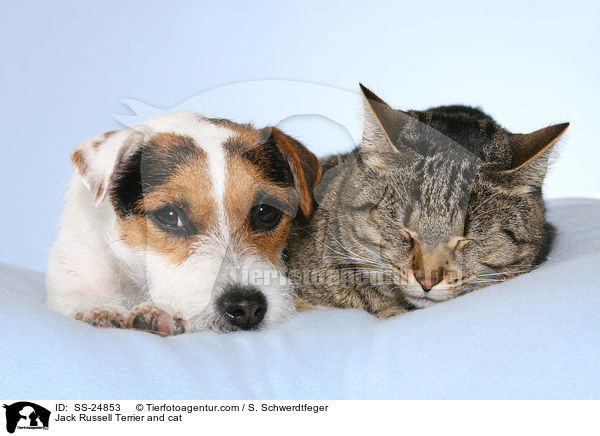 Parson Russell Terrier und Katze / Parson Russell Terrier and cat / SS-24853