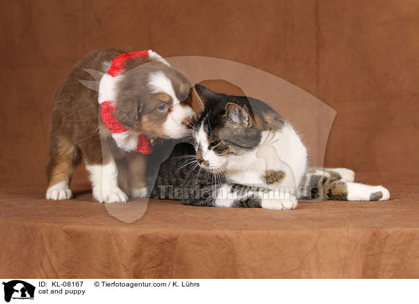 Katze und Welpe / cat and puppy / KL-08167