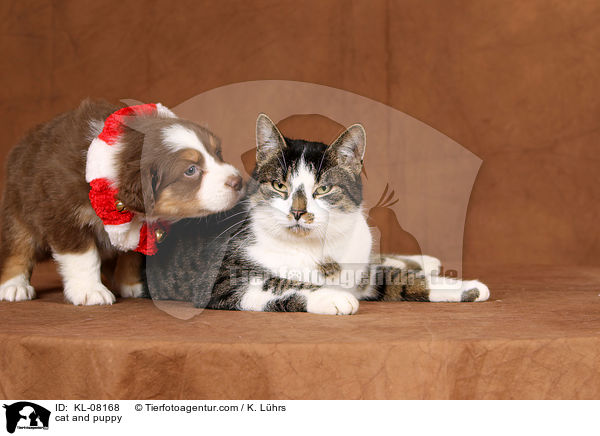 Katze und Welpe / cat and puppy / KL-08168