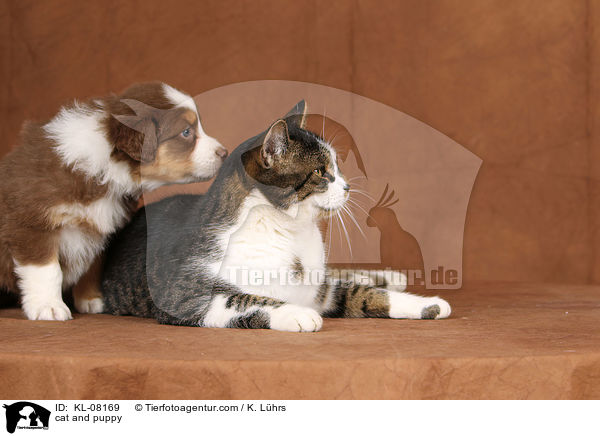 Katze und Welpe / cat and puppy / KL-08169