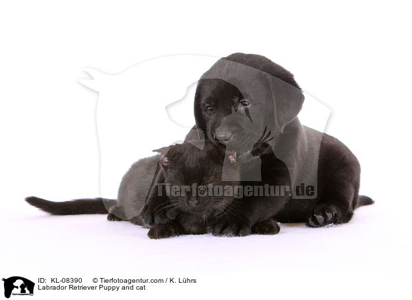 Labrador Retriever Puppy and cat / KL-08390