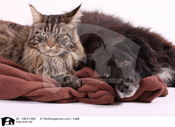 Hund und Katze / dog and cat / VM-01368