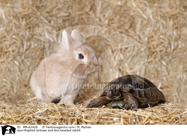 spur-thighed tortoise and lion-headed rabbit / RR-42426