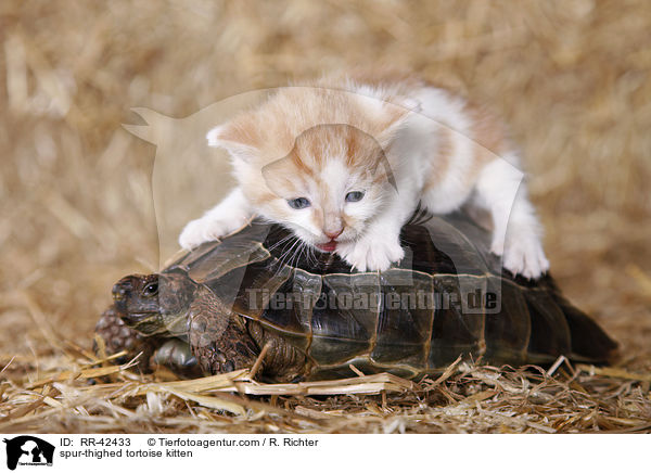 Maurische Landschildkrte und Ktzchen / spur-thighed tortoise kitten / RR-42433