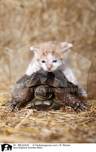 Maurische Landschildkrte und Ktzchen / spur-thighed tortoise kitten / RR-42435