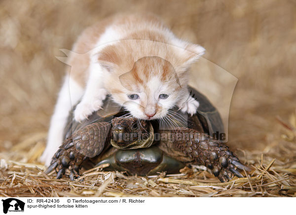 Maurische Landschildkrte und Ktzchen / spur-thighed tortoise kitten / RR-42436
