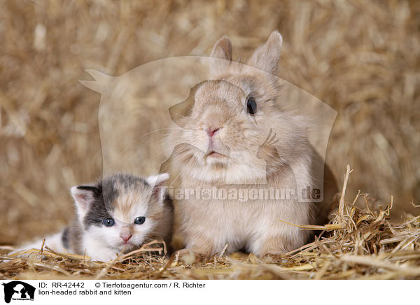 lion-headed rabbit and kitten / RR-42442