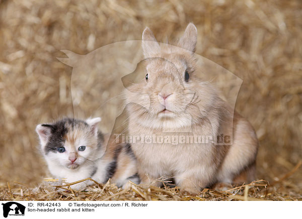 lion-headed rabbit and kitten / RR-42443