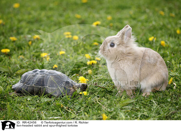 Lwenkpfchen und Maurische Landschildkrte / lion-headed rabbit and spur-thighed tortoise / RR-42456