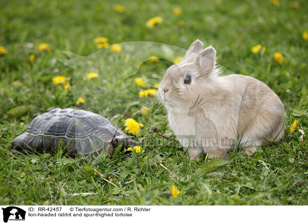 Lwenkpfchen und Maurische Landschildkrte / lion-headed rabbit and spur-thighed tortoise / RR-42457