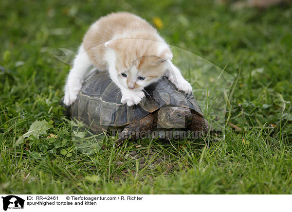 Maurische Landschildkrte und Ktzchen / spur-thighed tortoise and kitten / RR-42461
