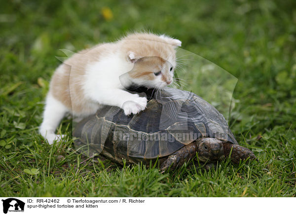 Maurische Landschildkrte und Ktzchen / spur-thighed tortoise and kitten / RR-42462
