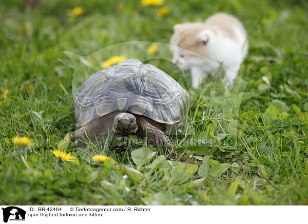 Maurische Landschildkrte und Ktzchen / spur-thighed tortoise and kitten / RR-42464