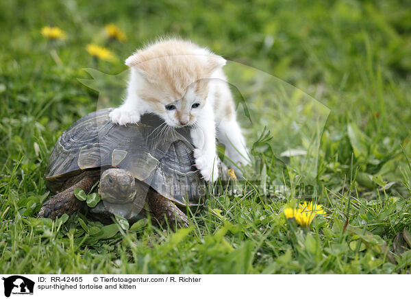 Maurische Landschildkrte und Ktzchen / spur-thighed tortoise and kitten / RR-42465