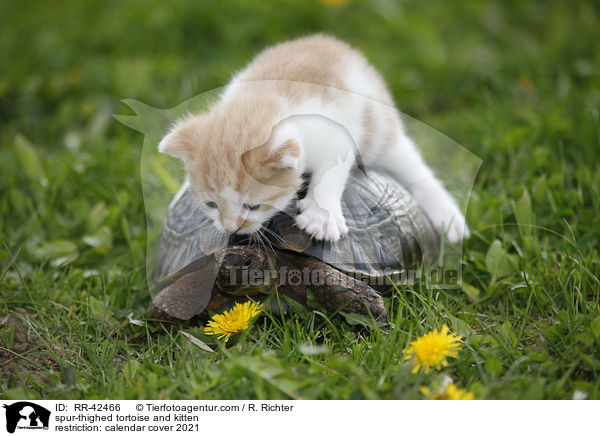 spur-thighed tortoise and kitten / RR-42466