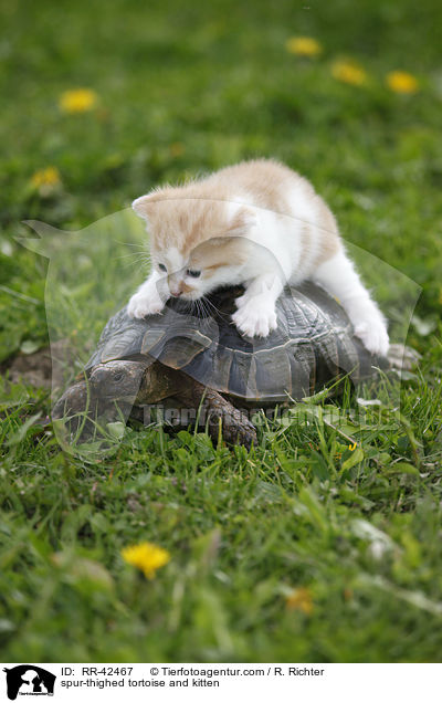 Maurische Landschildkrte und Ktzchen / spur-thighed tortoise and kitten / RR-42467